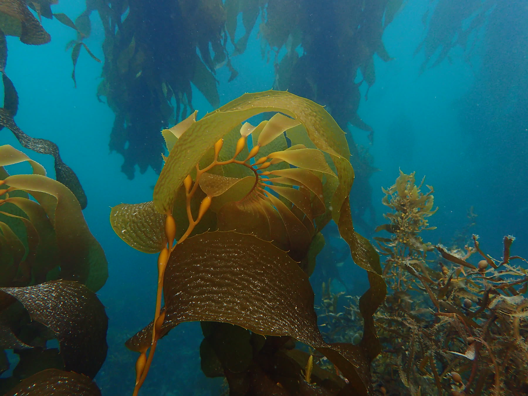 Wild Undaria pinnatifida in New Zealand's southern coastal waters